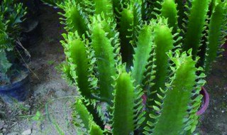 龙骨花嫁接蟹爪兰方法（龙骨嫁接蟹爪兰行吗）