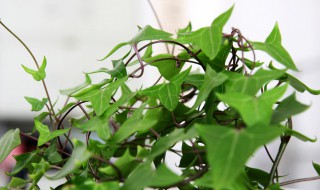 水培常春藤方法（水培常春藤方法和技巧）