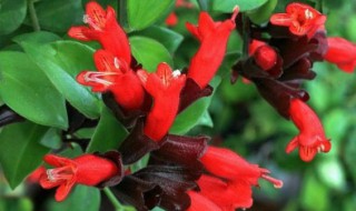 口红吊兰的繁殖方法 口红吊兰的繁殖方法图解