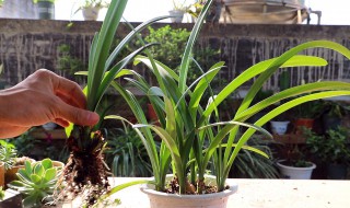 朱顶红切球繁殖方法（朱顶红如何切球繁殖图解）