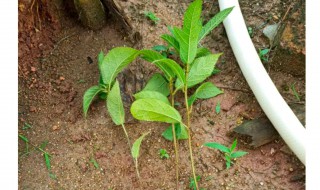 五指毛桃种子繁殖方法 五指毛桃2022市场收购价格