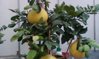 柚子盆栽种植方法 柚子盆栽种植方法图解