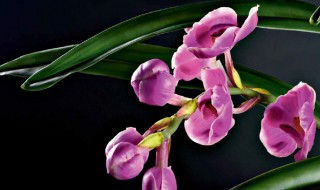 兰花最简单的水培方法 家里千万不能养兰花