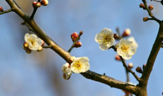梅花的繁殖方法（梅花的繁殖方法有）