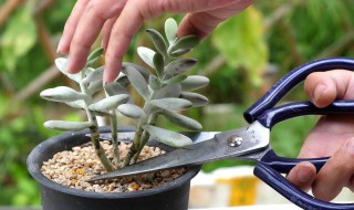 多肉的繁殖方法有哪些(多肉有几种繁殖方法)