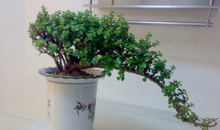 金枝玉叶如何捆扎造型（金枝玉叶如何捆扎造型心形）