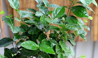 茉莉花室内养殖方法 茉莉花室内养殖方法和技巧