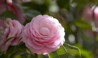 11月份还能给花施肥吗（十一月份可以给花树施肥吗）