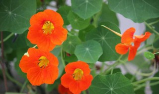 旱金莲如何过冬 旱金莲 冬天