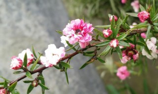 网购梅花老桩带土球怎么上盆（带土球的三角梅如何上盆）