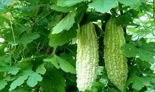 苦瓜怎么种植和管理（苦瓜怎么种植和管理视频）