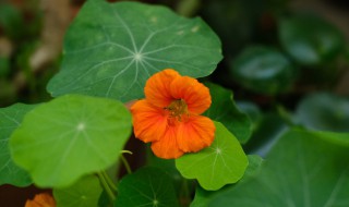 旱金莲黄叶子是什么原因 旱金莲叶子发黄是什么原因