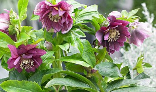 铁筷子如何长花苞（铁筷子如何长花苞图片）