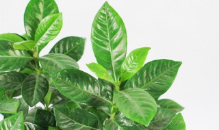 大叶栀子花怎么养 大叶栀子花怎么养家庭养法