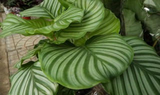 青苹果竹芋水培方法（青苹果竹芋水培方法和技巧）