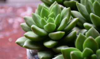 奥普琳娜与冬美人区别（奥普琳娜和胖美人是一个品种?）