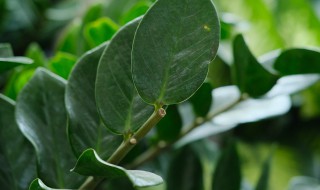 金钱树秋冬季节怎么养 金钱树秋冬季节怎么养护