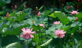 红荷根不长水上叶什么原因（红荷根不长水上叶什么原因造成的）