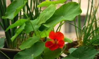 旱金莲几月份种植几月份开花(旱金莲什么时候开花几月份)