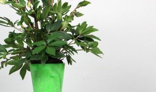 铁筷子花如何种植（铁筷子花种植基地电话）