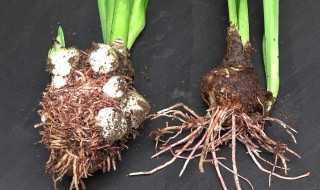 朱顶红种球变小怎么恢复（怎么才能让朱顶红快速长出小球）