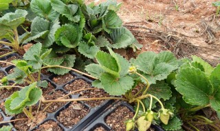 网购草莓苗为什么种不活（淘宝上买的草莓苗老是种不活）