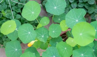 旱金莲为什么长得又细又高 旱金莲发芽后又细又高