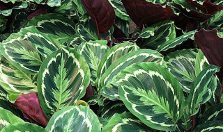 彩虹肖竹芋叶子卷干枯怎么回事（彩虹竹芋叶子边焦了）