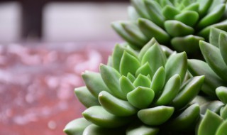 莲花座的多肉有哪些 莲花座的多肉有哪些品种不怕晒不怕冻