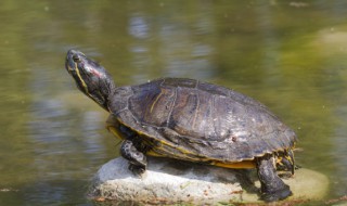 乌龟的英语怎么读 兔子的英语怎么读