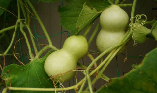 室内养水葫芦的危害（室内养水葫芦的危害有哪些）