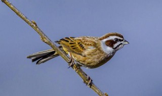 喜鹊吃什么食物（喜鹊吃什么食物?）