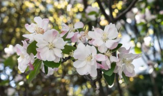 海棠花的种类有哪些（海棠花的种类有哪些图片）