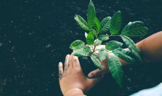 影响植物生长的因素有哪些?（影响植物生长的因素有哪些?六年级）