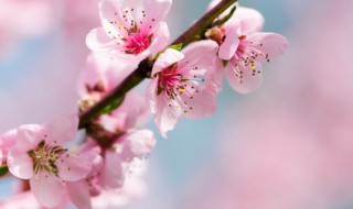 桃花有哪些品种（桃花有哪些品种?）