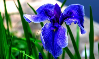 春天开放的花有哪些 春天开放的花有哪些十种