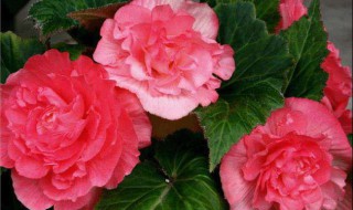 海棠有哪些种类 海棠有哪些种类图片