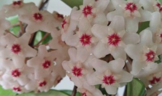 爬藤的花卉有哪些(花期最长的爬藤花排名)