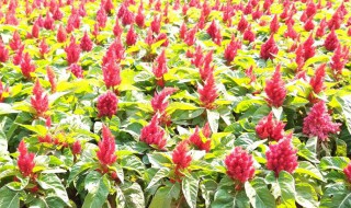 一年生花卉有哪些（多年生花卉有哪些）