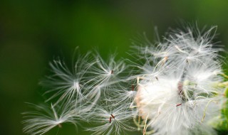 植物怎么传播种子的方法有哪些（植物怎么传播种子的方法有哪些呢）