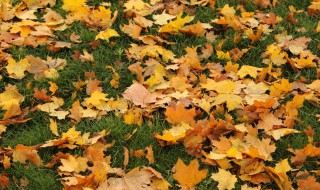 落叶的用途有哪些 落叶的用途有哪些呢