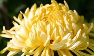 我花开后百花杀的寓意(待到秋来九月八 我花开后百花杀)