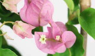 三角梅十一月份能扦插吗 三角梅十二月份可以扦插吗