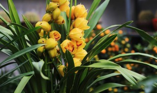 大花蕙兰立秋后怎样养护 大花蕙兰立秋后怎样养护好