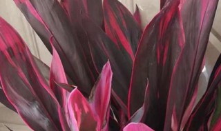 红叶朱蕉有毒吗适合家里养吗（红叶朱蕉的风水作用）