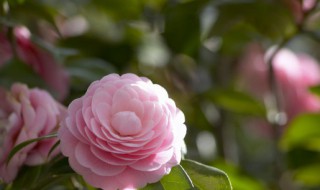 山茶花品种有哪些（山茶花最好的品种是什么）