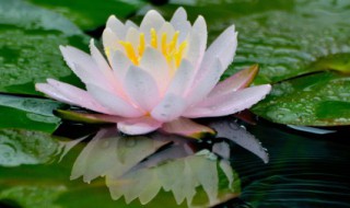 夏季的植物有哪些 夏季的植物有哪些?都有什么特点?