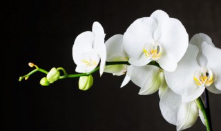 春兰有哪些品种 兰花春兰有哪些品种