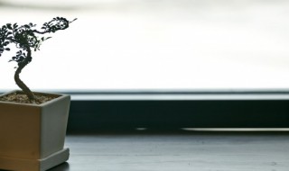 盆景植物品种有哪些（盆景植物品种有哪些名称）