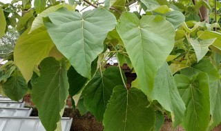 泡桐有哪些品种（泡桐有哪些品种名字）